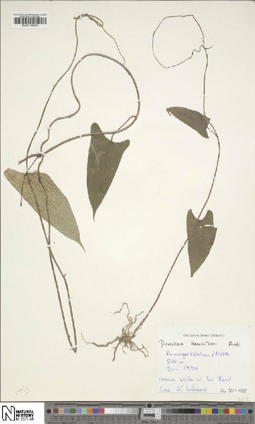 Dioscorea hamiltonii Hook.f. - BM001049411