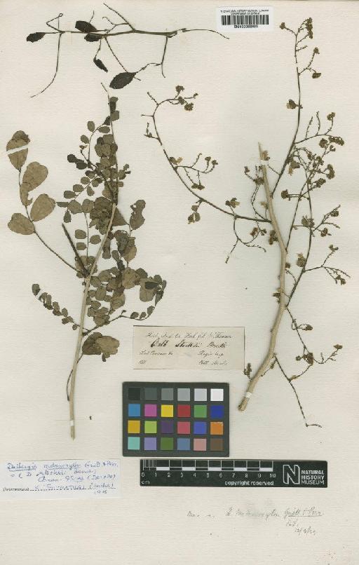 Dalbergia melanoxylon Guill. & Perr. - BM000958690