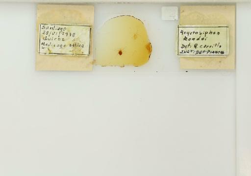 Acyrthosiphon kondoi Shinji, 1938 - 014763683_additional