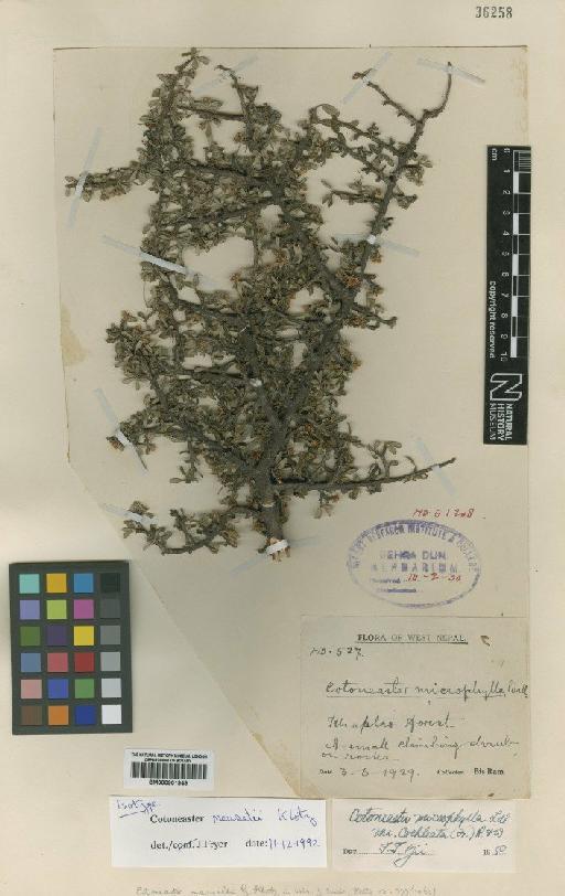 Cotoneaster meuselii G.Klotz - BM000901949