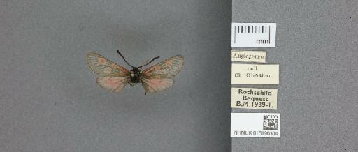 Zygaena (Zygaena) exulans subochracea White, 1872 - 015190304_775459_1857537