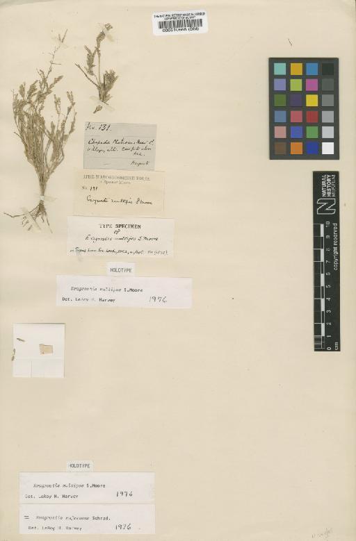 Eragrostis rufescens Schrad. ex Schult. - BM000510668