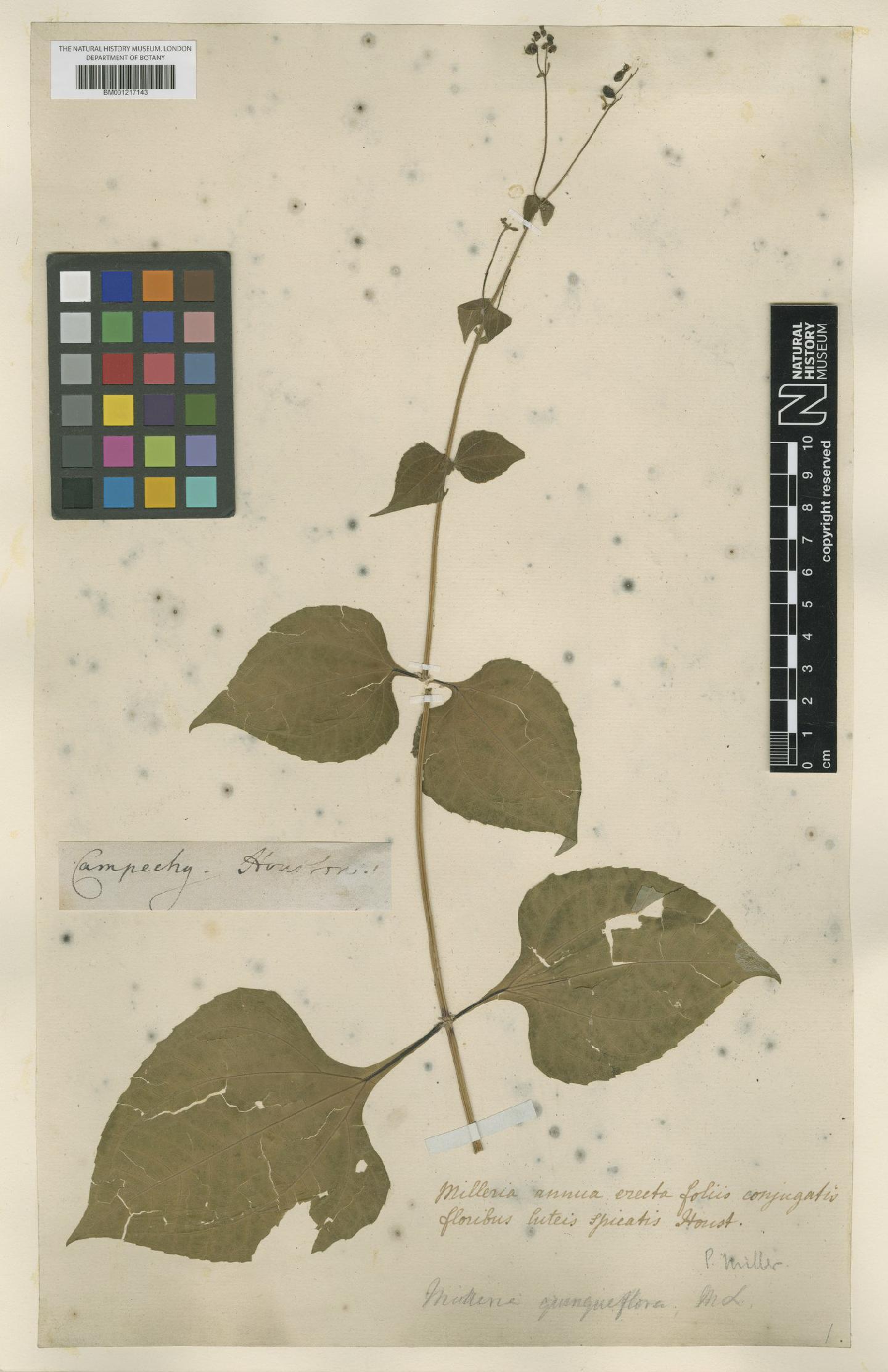 To NHMUK collection (Milleria quinqueflora L.; NHMUK:ecatalogue:8326581)