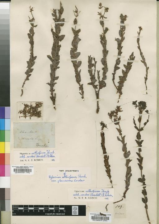 Hypericum aethiopicum subsp. sonderi (Bredell) N.Robson - BM000595001