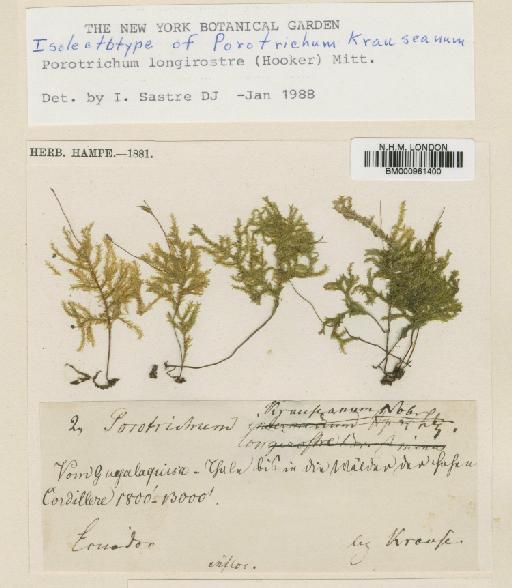 Porotrichum krauseanum (Hampe & Lorentz) A.Jaeger - BM000961400