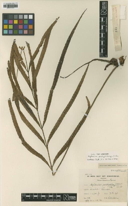 Asplenium pachychlamys C.Chr. - BM001045218