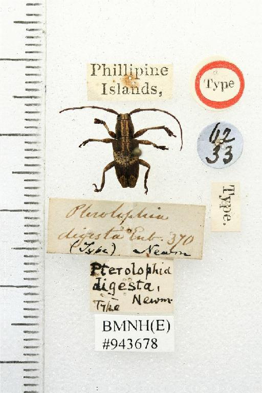 Pterolophia digesta Newman, 1842 - Pterolophia digesta type