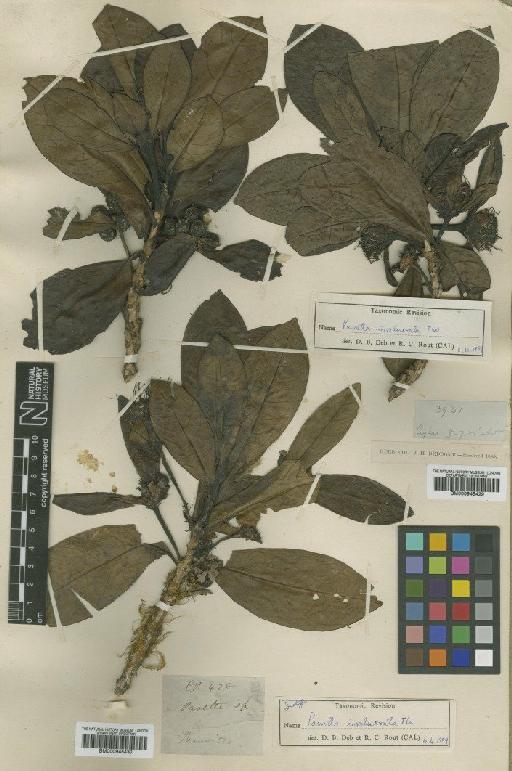 Pavetta involucrata Thwaites - BM000945429