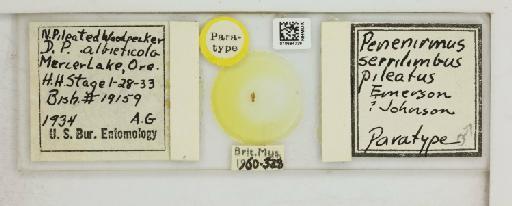 Penenirmus serrilimbus pileatus Emerson & Johnson, 1961 - 010684338_816442_1431028