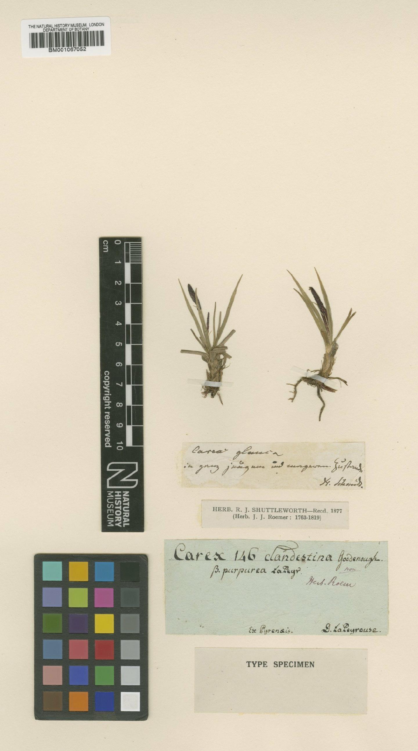 To the Natural History Museum, London (Carex humilis Leyss. BM001067052 type 1)