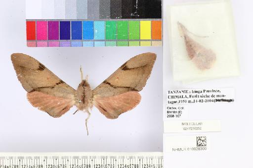 Polyptychus aurora Clark, 1936 - 010928306_Polyptychus_aurora_dorsal_and_labels