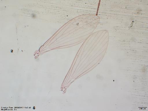 Lutzomyia odax species group Verrucarum Fairchild & Hertig, 1961 - Lutzomyia_odax-BMNH(E)1722052_PT-female_wings-2x.tif