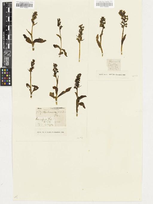 Coeloglossum viride (L.) Hartm. - BM001002602