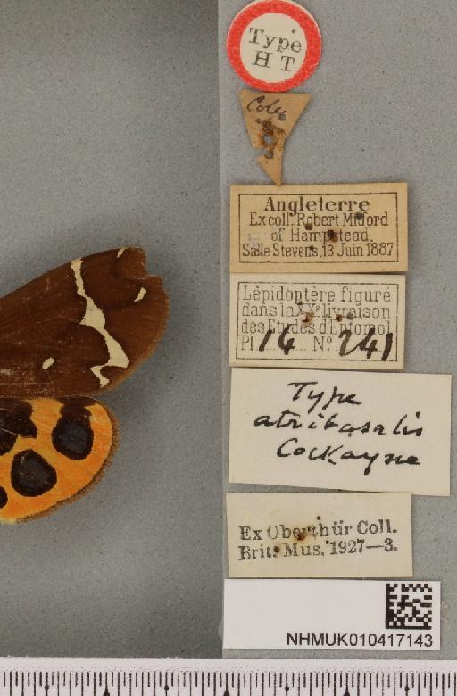 Arctia caja ab. atribasalis Cockayne, 1947 - NHMUK_010417143_label_529513