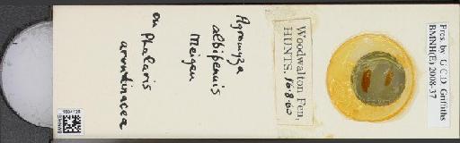 Agromyza albipennis Meigen, 1830 - BMNHE_1504128_59214