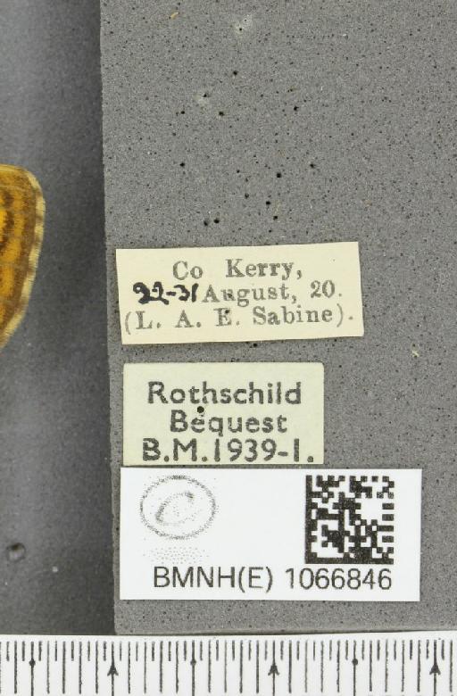 Lasiommata megera ab. apiciocellata Tutt, 1910 - BMNHE_1066846_label_28577