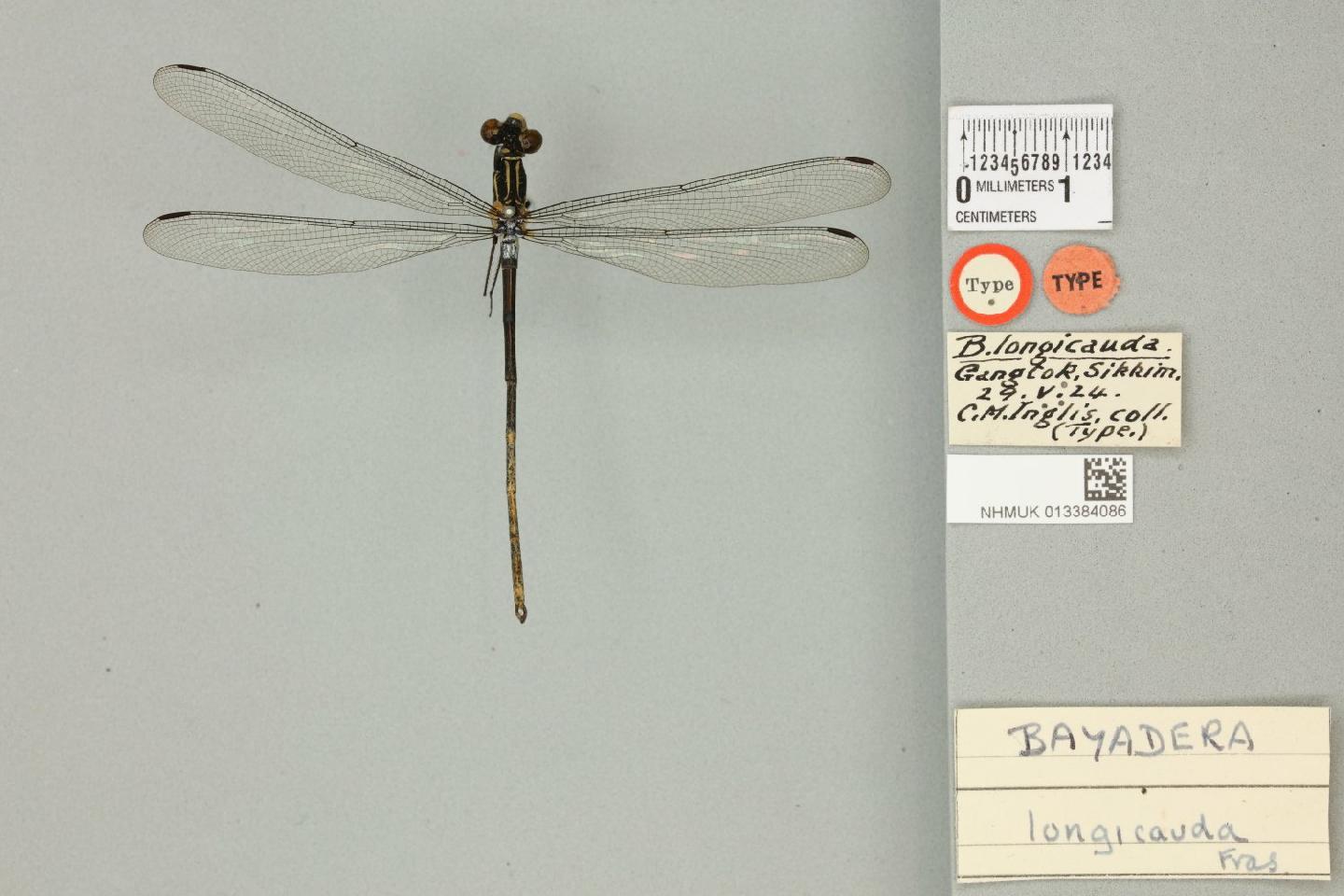 Bayadera longicauda