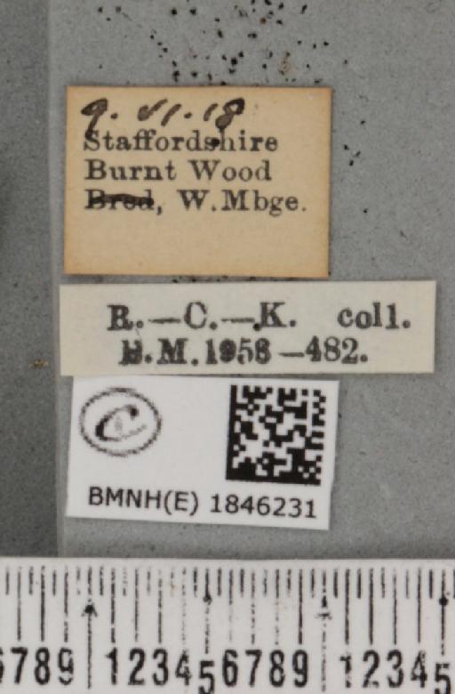 Macaria notata (Linnaeus, 1758) - BMNHE_1846231_label_420261