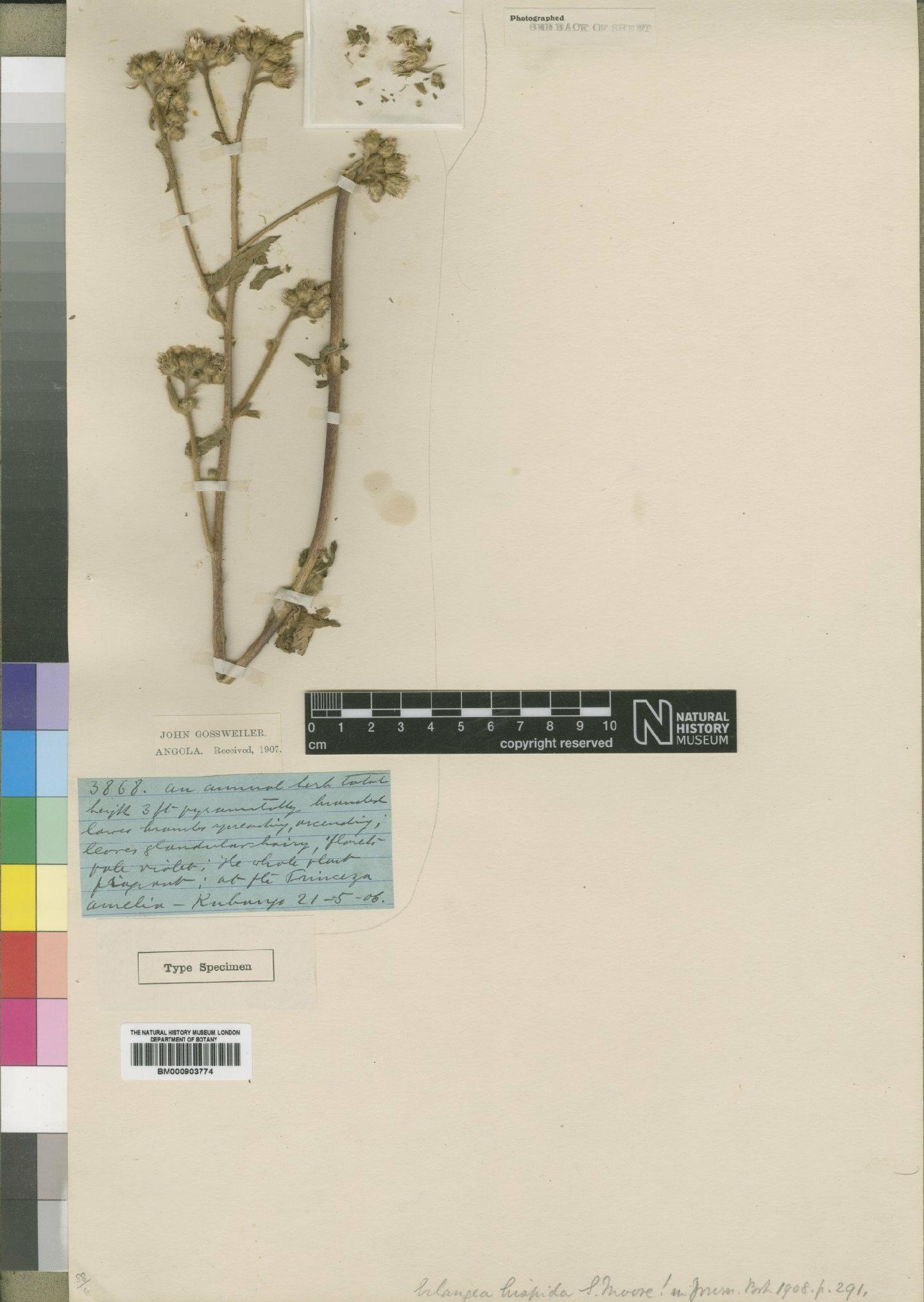 To NHMUK collection (Erlangea hispida Moore; Type; NHMUK:ecatalogue:4528832)