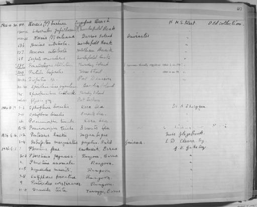Diopatra - Zoology Accessions Register: Annelida & Echinoderms: 1924 - 1936: page 40