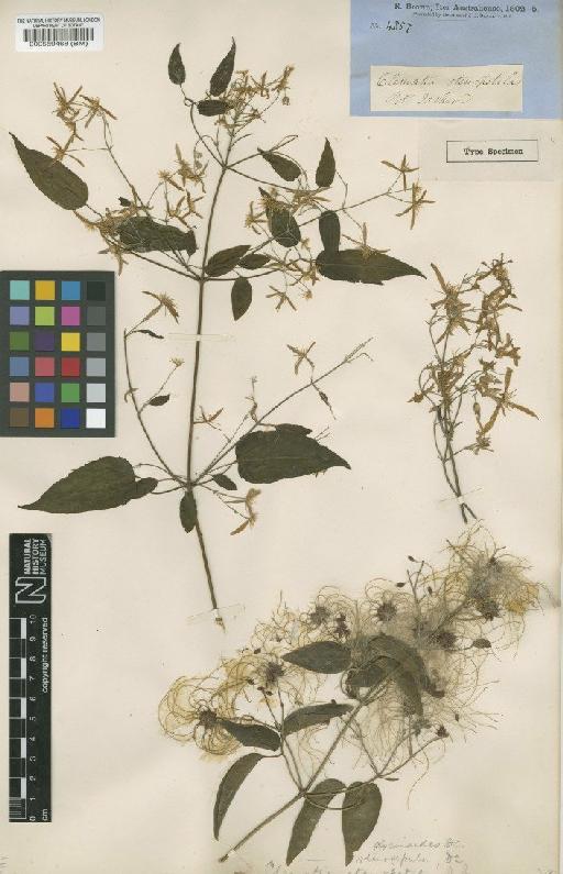 Clematis glycinoides DC. - BM000559468