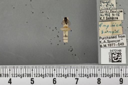 Melanagromyza angeliciphaga Spencer, 1969 - BMNHE_1470148_44698