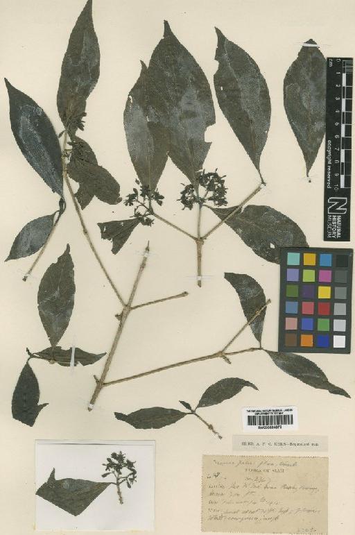 Tarenna pauciflora Craib - BM000884676