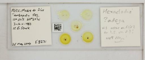 Hexacladia adega Noyes, 2010 - 010178962_Hexacladia_adega_slide labels