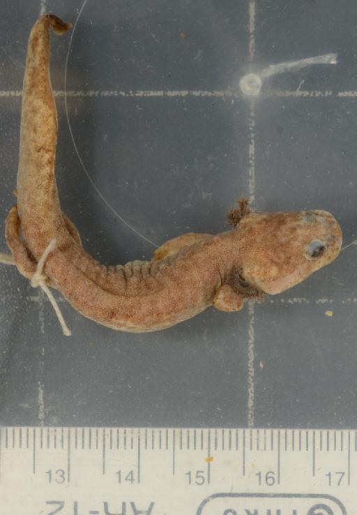 Paradactylodon mustersi - 1946.9.6.63-pic1