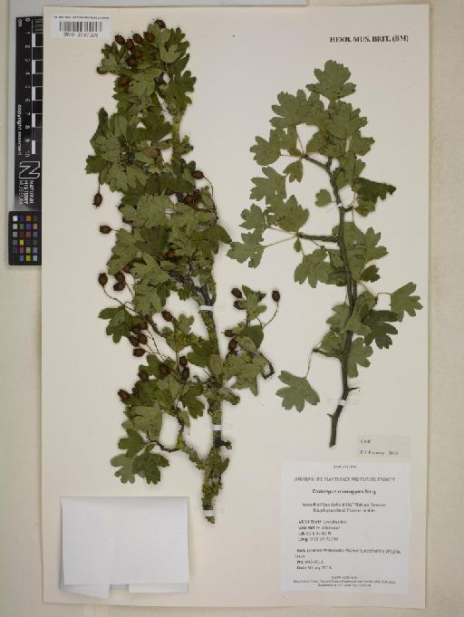 Crataegus monogyna Jacq. - BM013737026