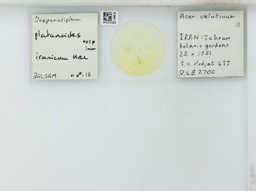 Drepanosiphum platanoides iranicum Hille Ris Lambers, 1971 - 015275025_112843_1094054_157750_NoStatus