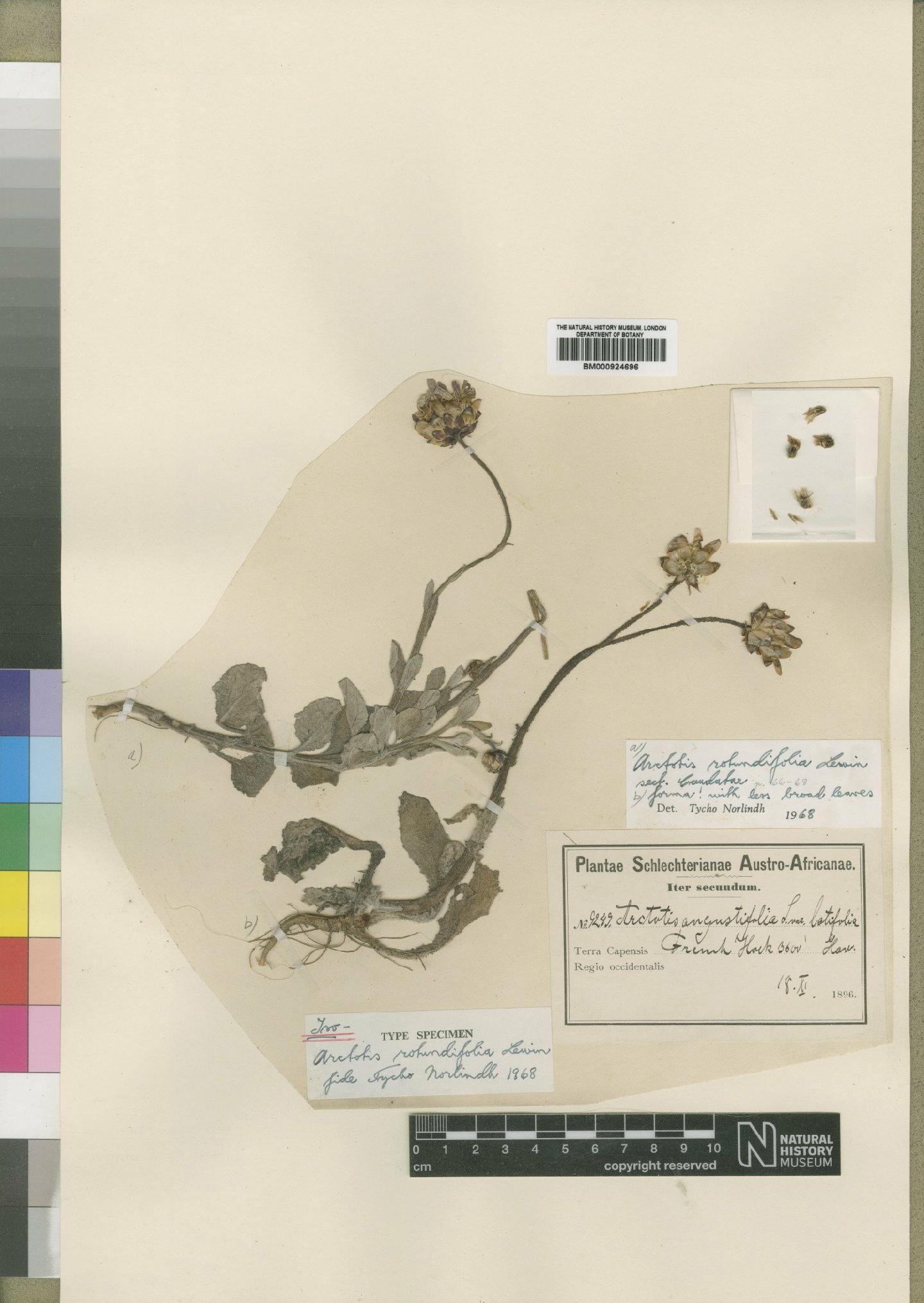 To NHMUK collection (Arctotis rotundifolia Lewin; Isotype; NHMUK:ecatalogue:4553310)