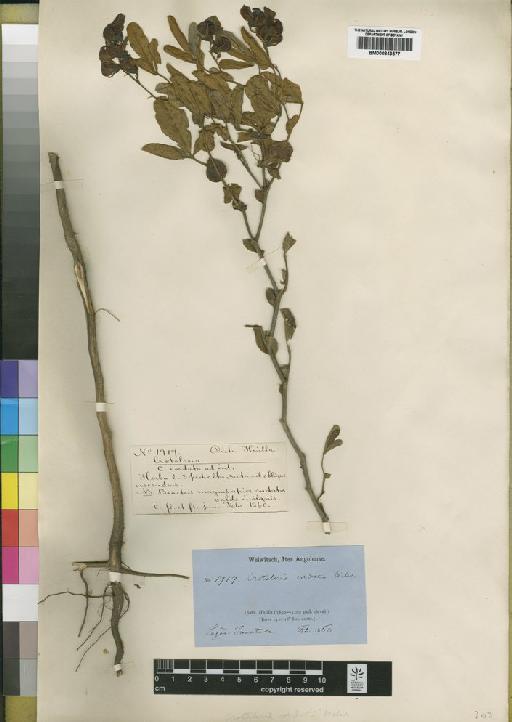 Crotalaria cordata Welw. ex Baker - BM000843577
