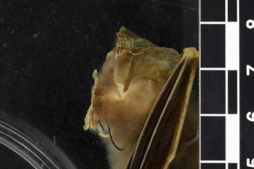 Hipposideros jonesi Hayman, 1947 - 1947_629-Hipposideros_jonesi-Type-Noseleaf-lateral