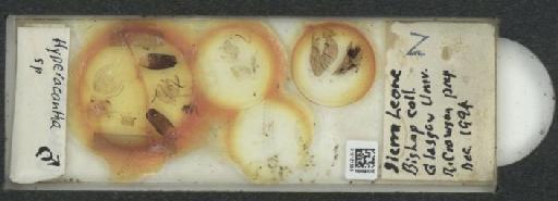 Galerucinae Latreille, 1802 - 010131553_127044_1760088