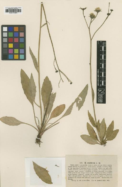 Hieracium rosulatum Lindeb. - BM001050879