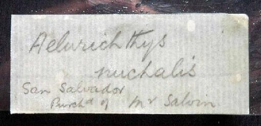 Aelurichthys nuchalis Günther, 1864 - 1864.1.26.344; Elurichthys nuchalis; image of jar label; ACSI project image