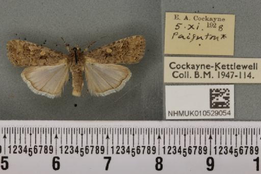 Spodoptera exigua ab. variegata Dannehl, 1929 - NHMUK_010529054_582993