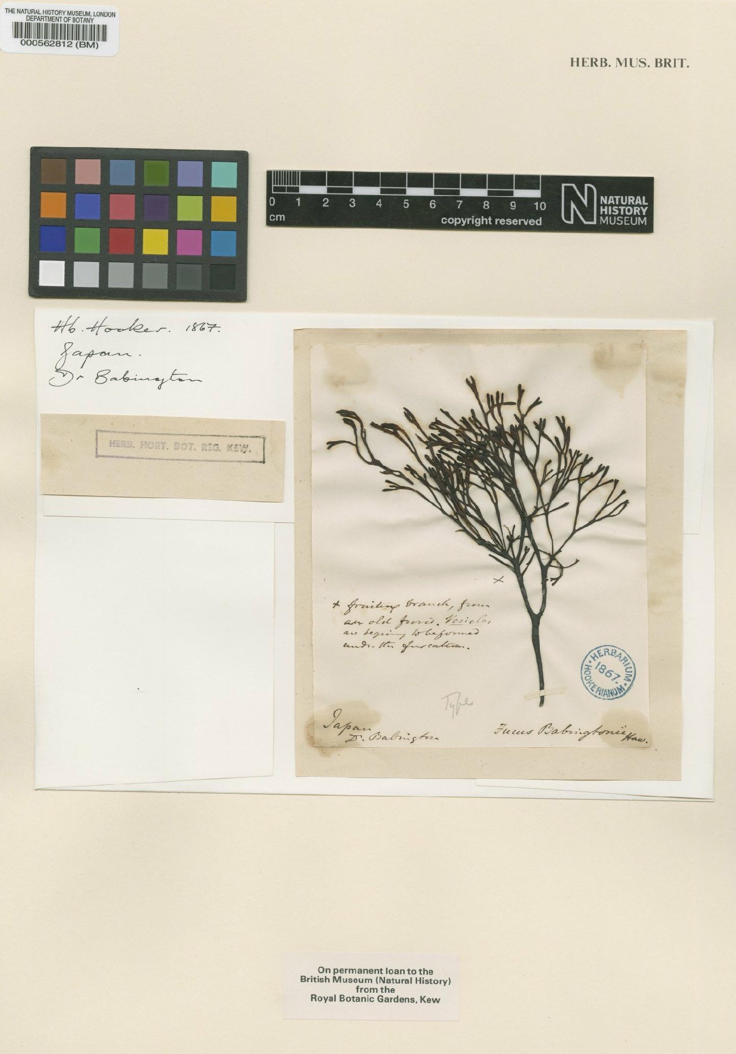 To NHMUK collection (Pelvetia wrightii Okamura; TYPE; NHMUK:ecatalogue:4722313)