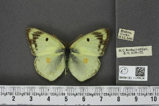 Colias hyale ab. flavoradiata Osthelder, 1925 - BMNHE_1129524_87222