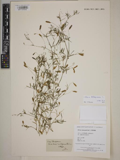 Vicia tetrasperma (L.) Schreb. - BM013858969