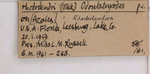 Pealius rhododendrae Takahashi, 1935 - 013488232_additional