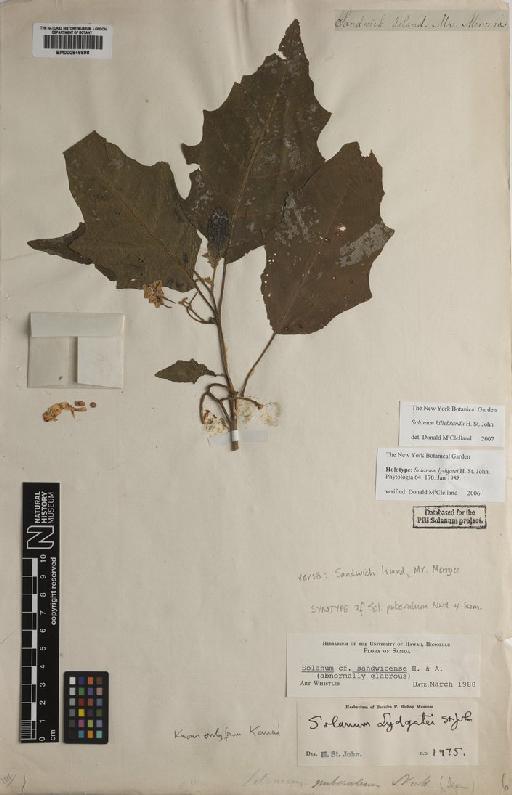 Solanum lydgatei H.St.John - BM000846698