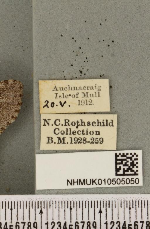 Acronicta menyanthidis scotica (Tutt, 1891) - NHMUK_010505050_label_562431