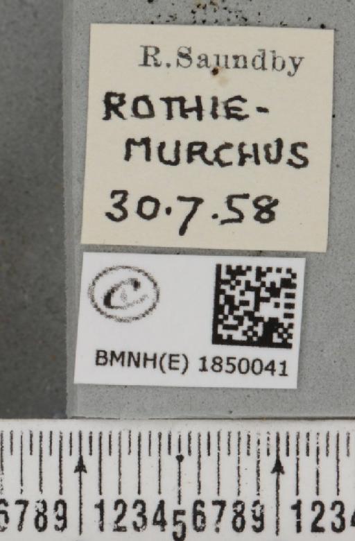 Macaria brunneata (Thunberg, 1784) - BMNHE_1850041_label_423285