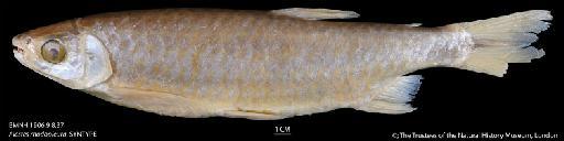 Alestes rhodopleura Boulenger, 1906 - BMNH 1906.9.8.37 Alestes rhodopleura, SYNTYPE