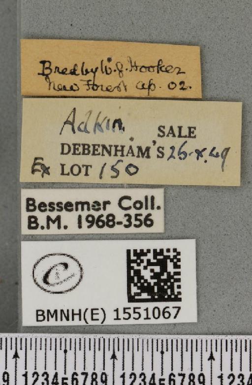 Polyploca ridens ab. concinna Warren, 1912 - BMNHE_1551067_label_238340