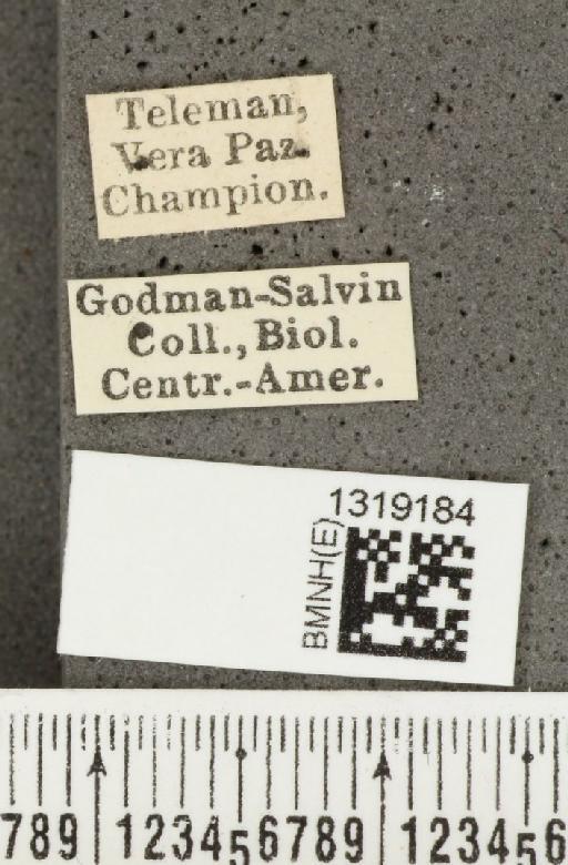 Diabrotica pulchella (Jacquelin du Val, 1857) - BMNHE_1319184_label_20322