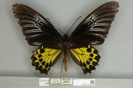 Troides helena heliconoides Moore, 1877 - 013606528__599288