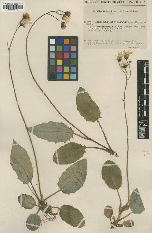 Hieracium praecox subsp. pallidiformis Sudre - BM001050828